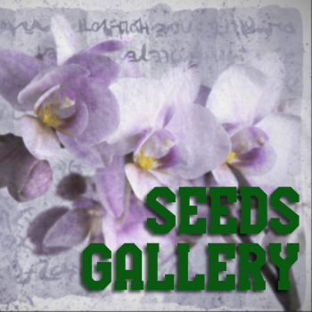 Seeds gallery